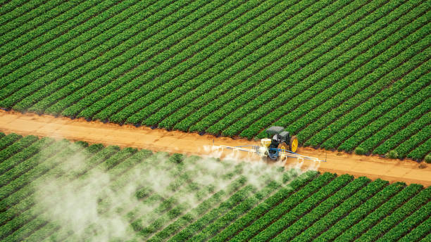 Best Best Pest Control Companies  in Bort, GA