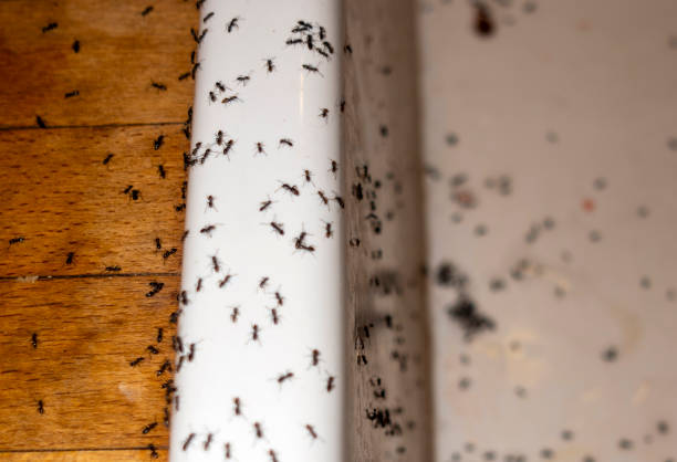 Best Pest Control Near Me  in Bort, GA