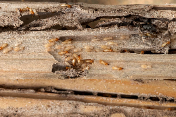 Best Affordable Pest Control Services  in Bort, GA
