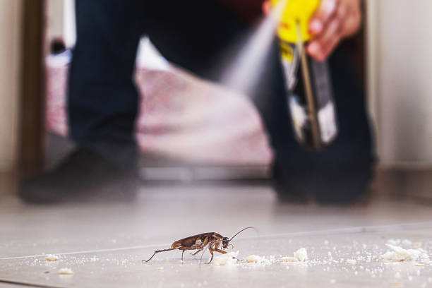 Flea Control Services in Bogart, GA